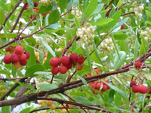 Arbutus unedo